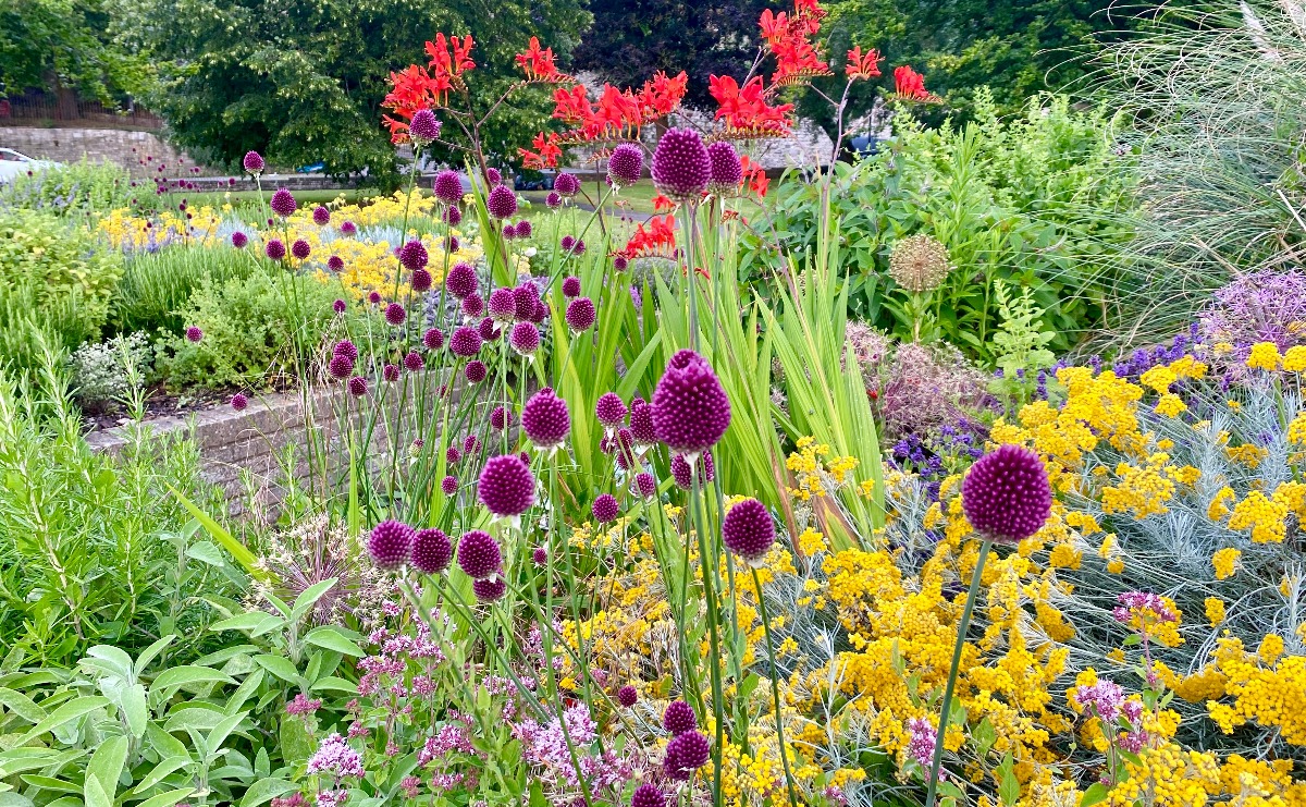 A selection of plants and flowers grown from bulbs in the Suffrage Sensory Garden