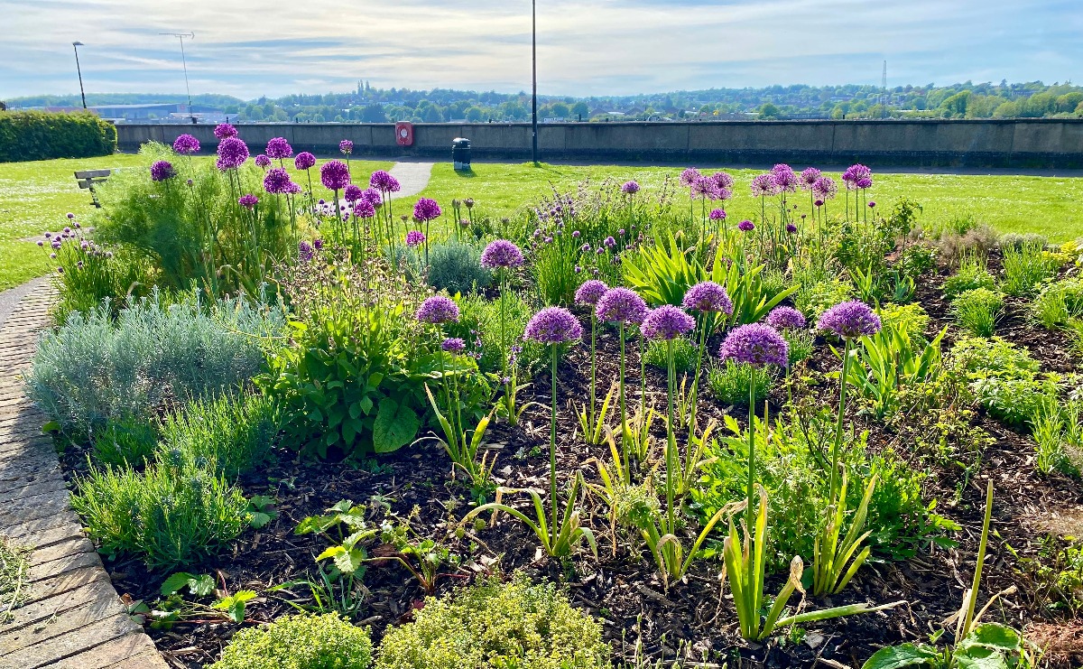 A selection of plants and flowers grown from bulbs in the Suffrage Sensory Garden