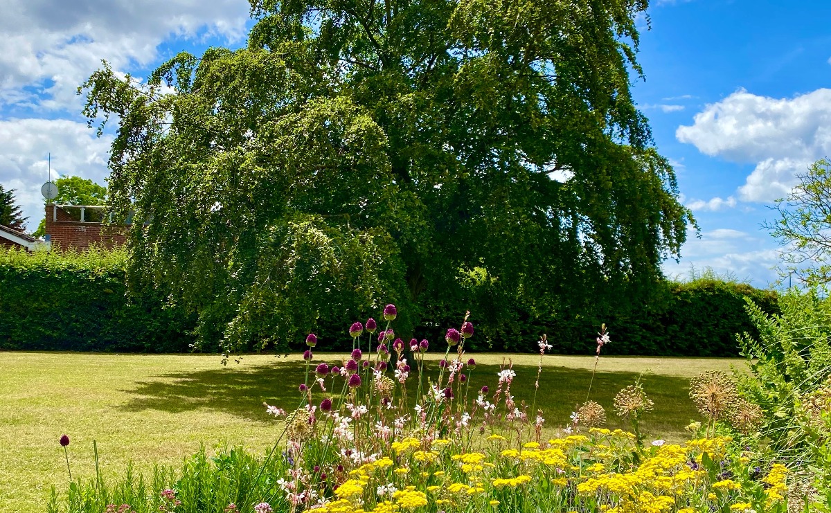 A hedgerow on a beautifully sunny day