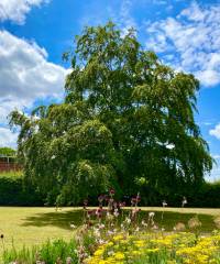 A tree in the Esplanade Gardens on a sunny day