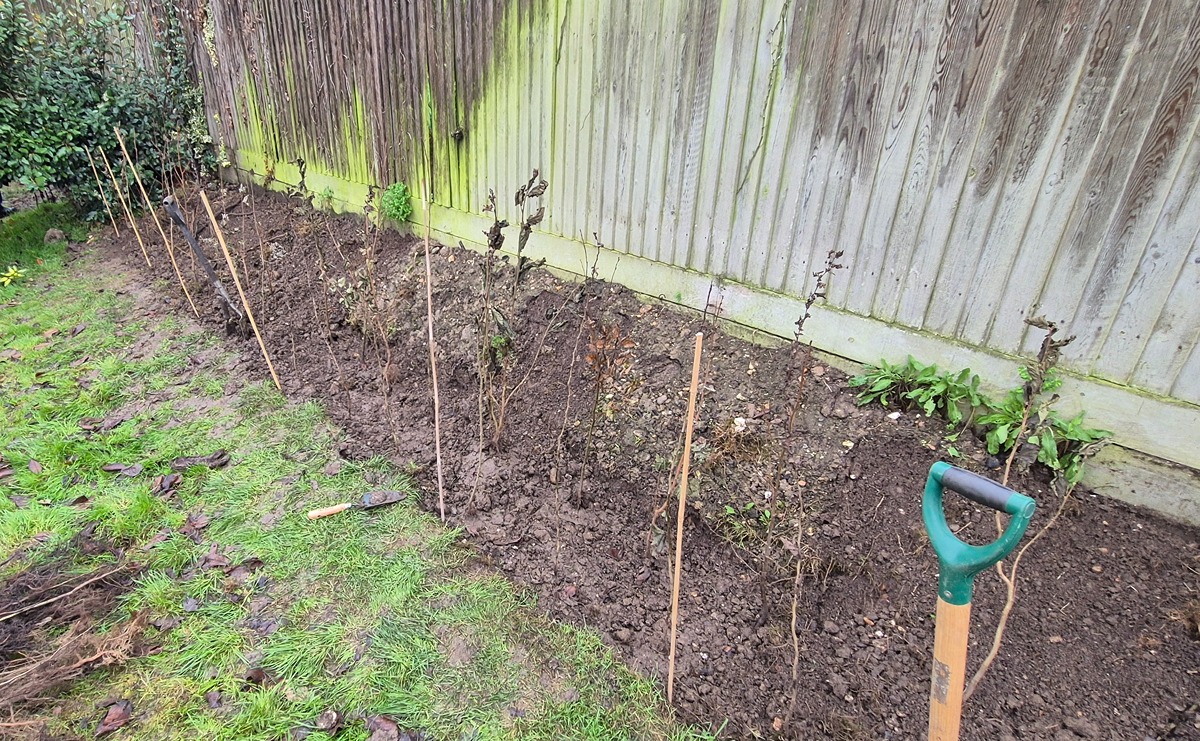 A trench alongside a wooden fence by Hathaway Court, newly planted with hedgerow whips