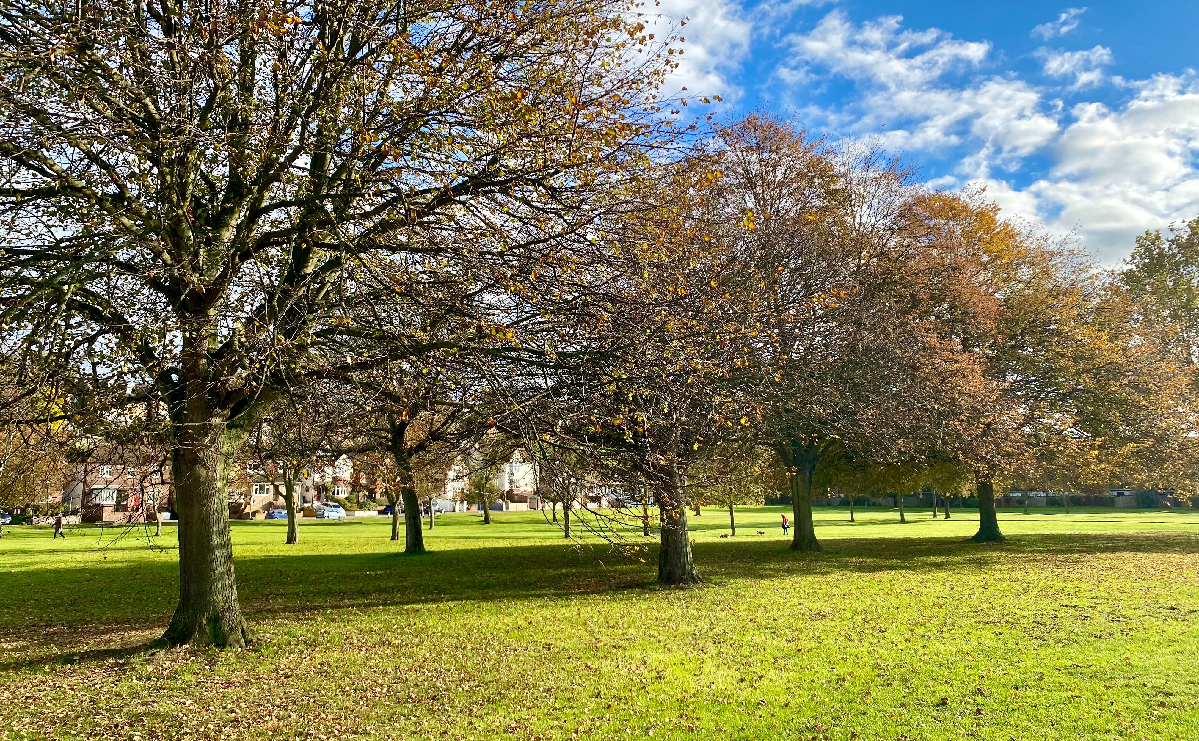 A row of trees in the Esplanade Gardens on a sunny day