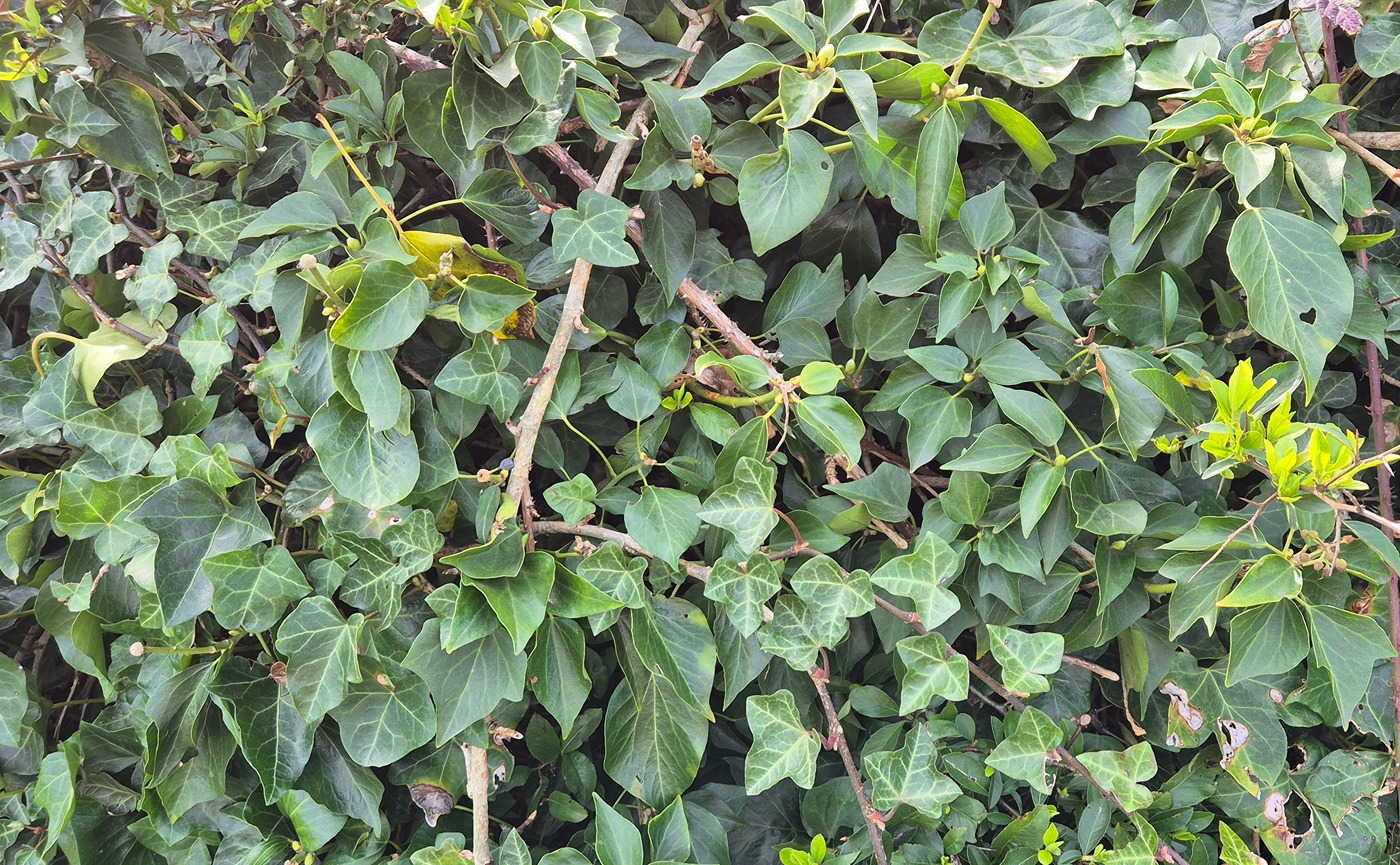 A closeup of a hedgerow showing the leaves of various native species