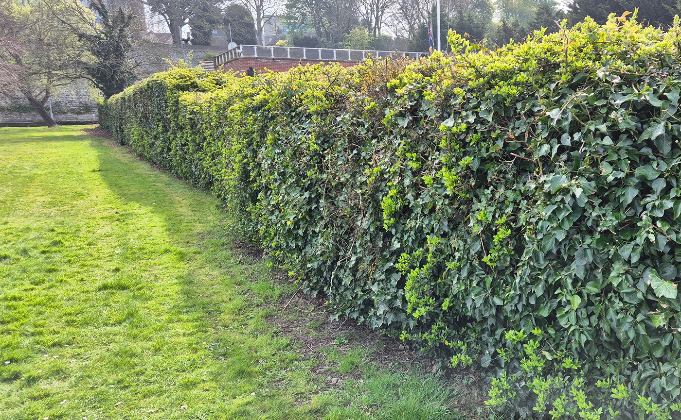 A hedgerow in the Esplanade Gardens